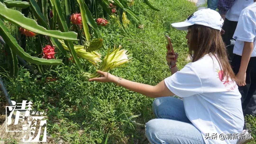 火龙果爆开,红心火龙果大爆单