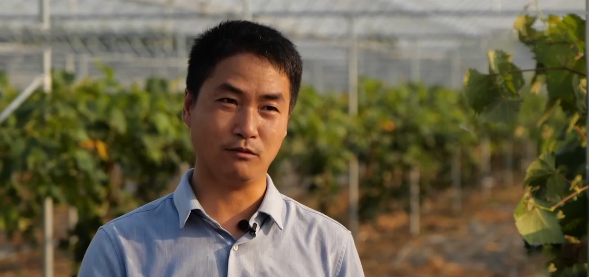 回农村创业种葡萄效益如何,农村小伙回家创业种葡萄