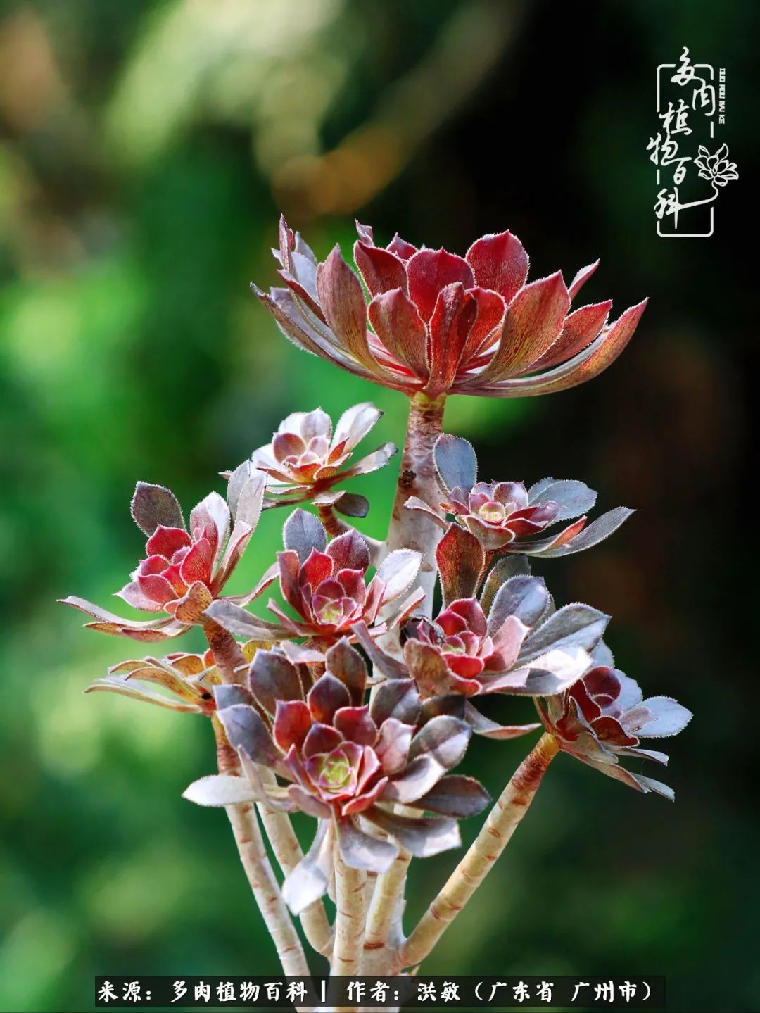 细品广州暴雨后，盛夏来临前的法师