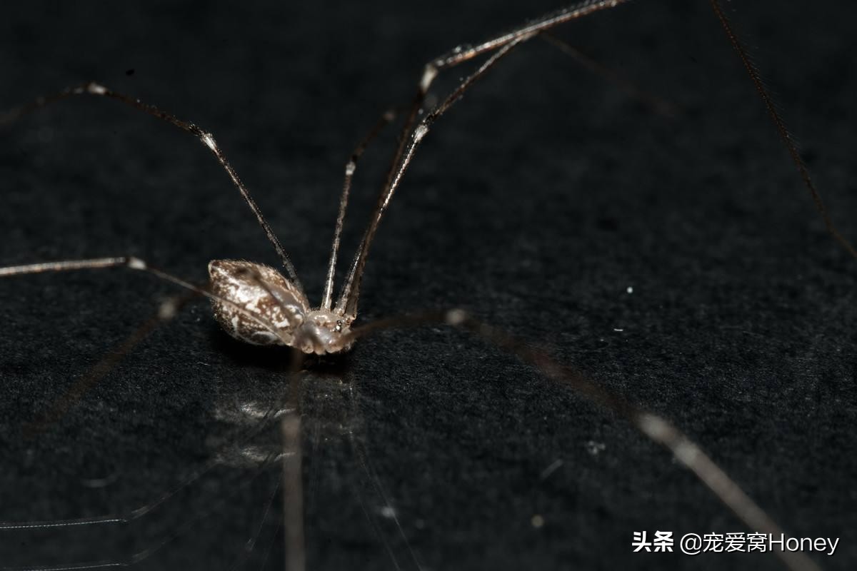 家里的蜘蛛怎么消灭用什么药,家里有蜘蛛怎么处理小妙招