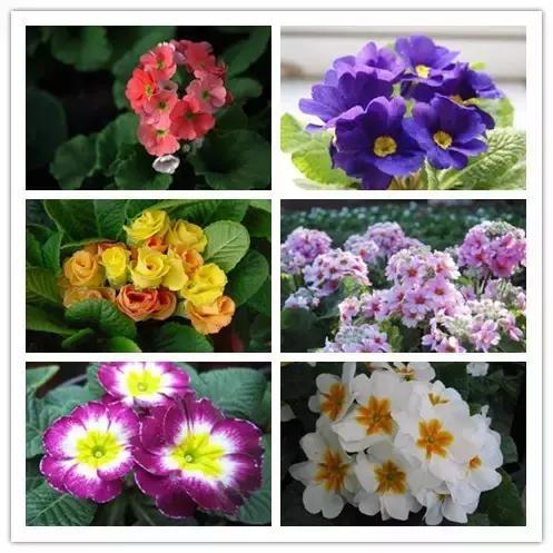 史上最全的花卉介绍，认识超过30种以上绝对是大神