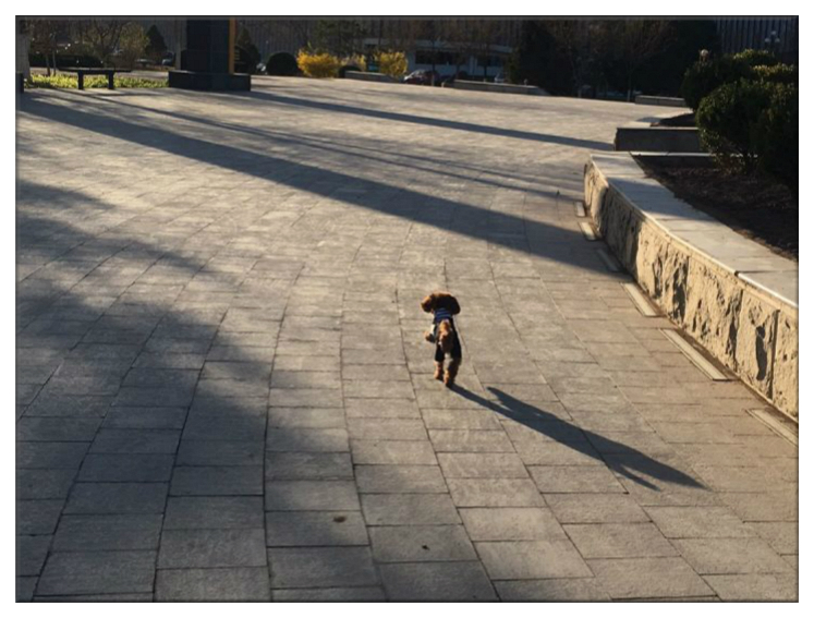 当你的宠物有残疾你会怎么样,宠物生病但是没钱救治怎么办呢