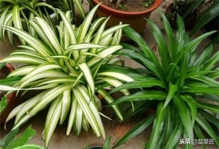 金边吊兰越长越瘦怎么办,吊兰越养越瘦什么原因