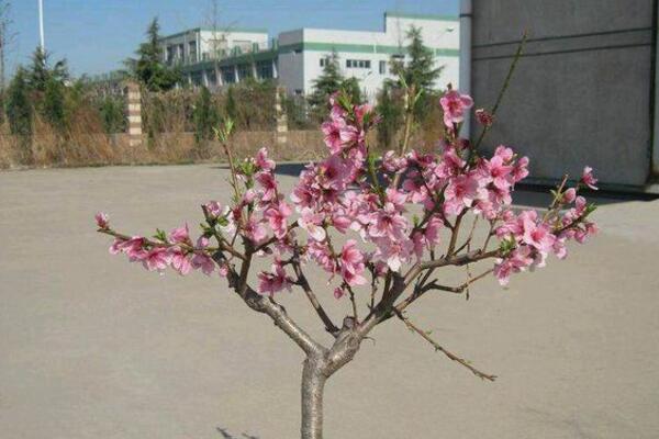 桃花盆栽很好养!瓦盆砂土长势旺,过冬冻一冻花更多!