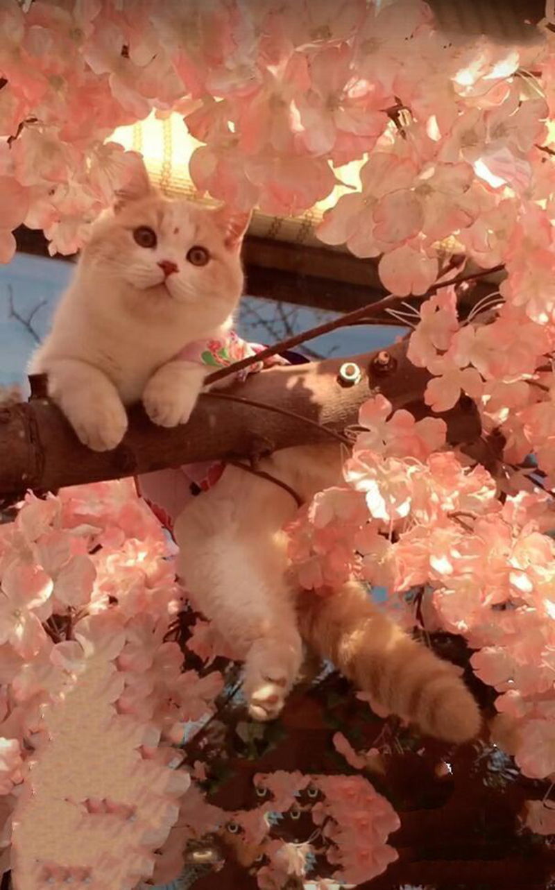 这只乳白英短，在摄影师主子镜头前，竟然活成了贵妃相，美翻了