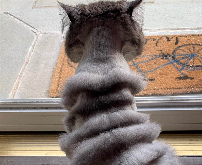 猫咪毛发变颜色是怎么回事,辟谣猫咪谣言