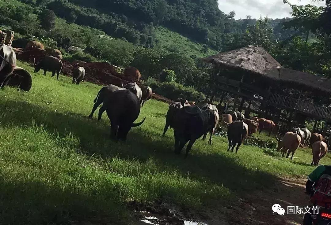 丛林深处，爱上“大脚丫”
