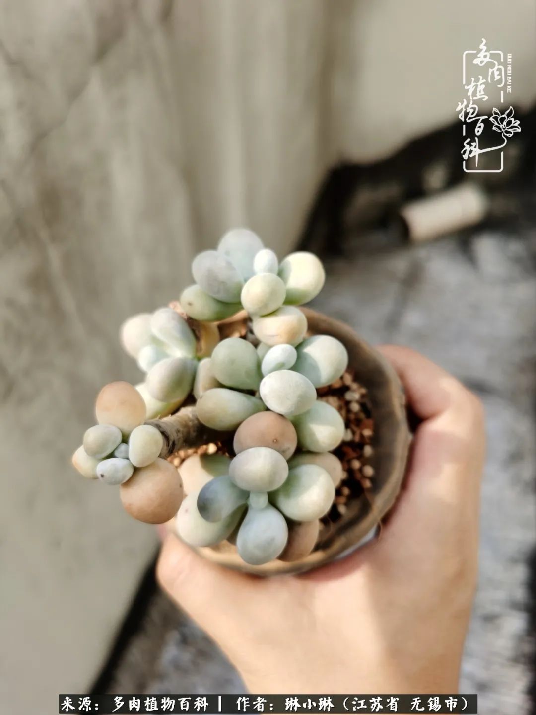 多肉变美是需要时间的,千万别辜负了多肉变美的黄金季节