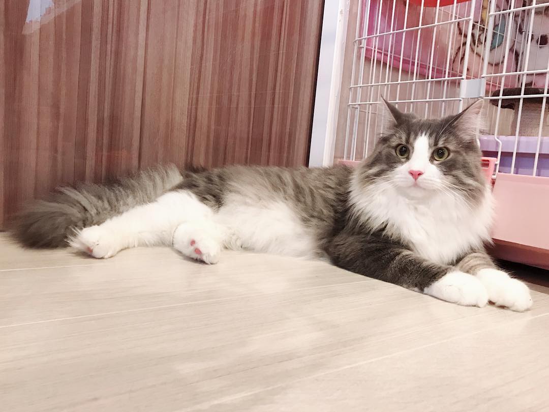 猫“疥螨病”具有高度传染性，及时治疗是基础，隔离、消毒是重点