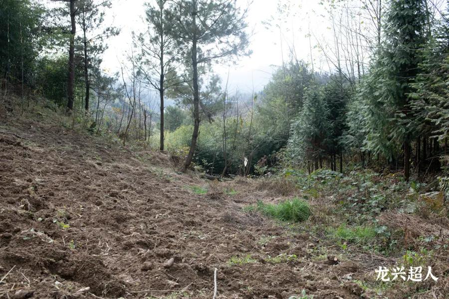 达州道地药材天麻,正宗中药材天麻