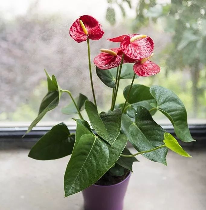 过年家里必摆的九道菜,过年家里摆的喜庆的物件