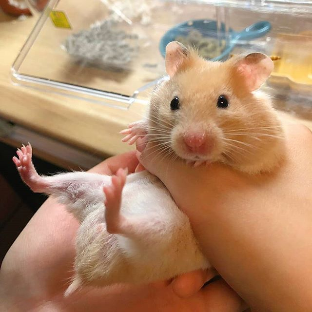 宠物仓鼠想喝水有什么表现,仓鼠的生活习性和吃食