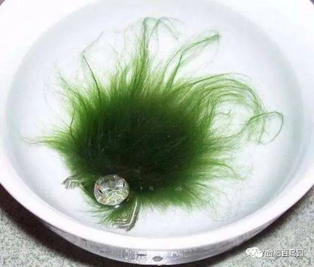 科普动物知识类短视频,龟鳖科普