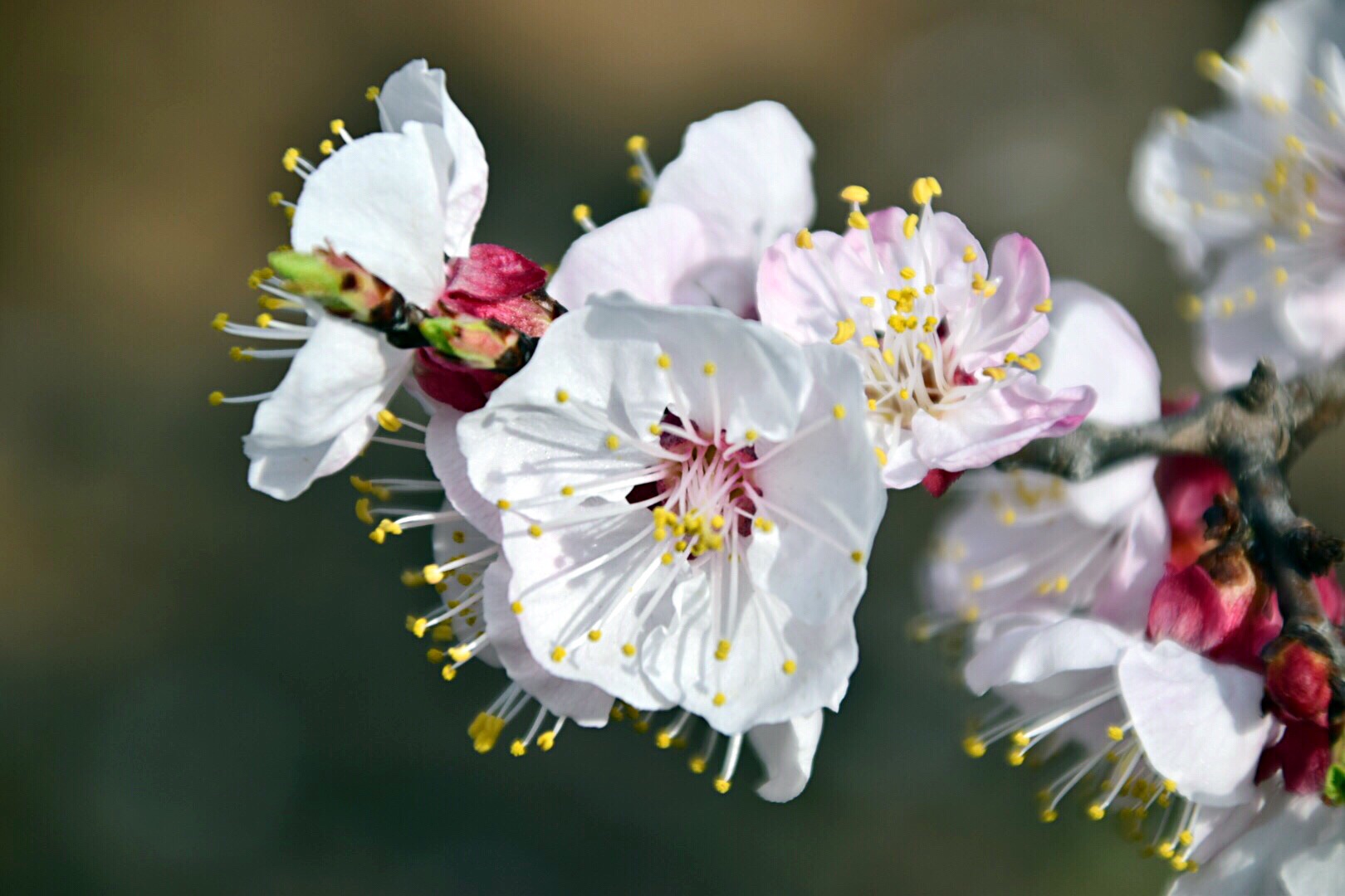 漂亮的杏花在枝头绽放,杏花盛开姹紫嫣红春意盎然