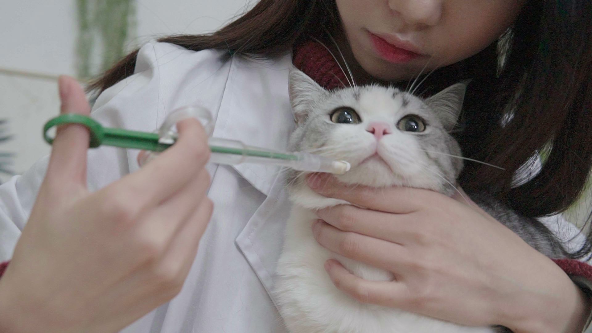 猫咪免疫介导性溶血死亡率,猫咪免疫性疾病