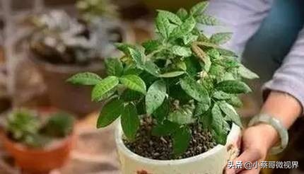 吃完的水果种子不要丢,吃完水果果核别扔