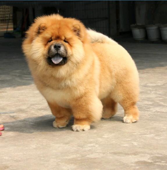 中国有什么名贵的狗,俄罗斯名贵狗价格