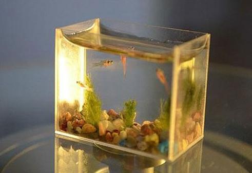 孩子太任性了该怎么管教,孩子青春期鱼缸法则