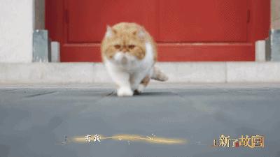 故宫成了动物园,故宫北京动物园