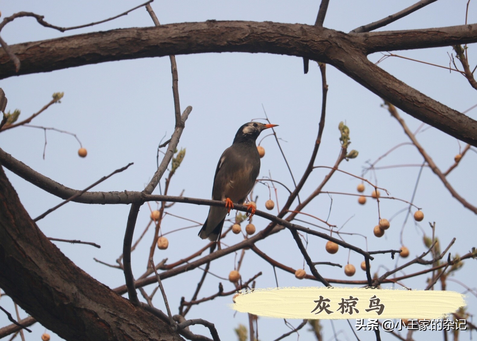国际爱鸟日天桥岭,国际爱鸟日