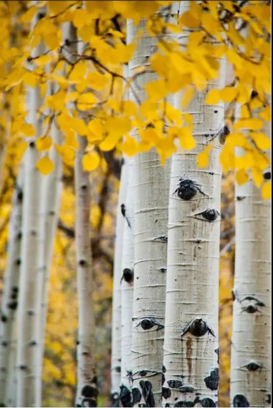 故宫的龙椅是什么木头做成的,故宫的龙椅是什么材质的