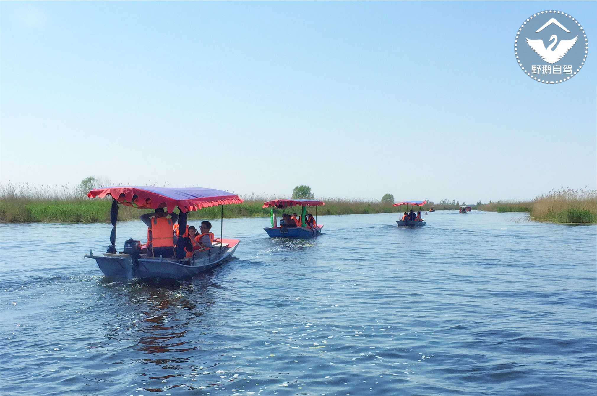 周末带娃自驾白洋淀，下地笼、抓小虾，亲密接触鱼鹰