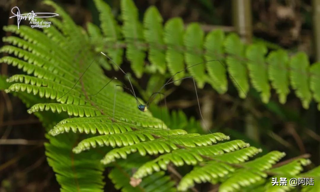 盲蛛不会吐丝吗,盲蛛吐丝