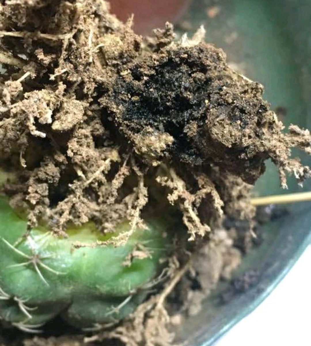 仙人球烂根怎么补救最快,仙人球烂根了怎么办