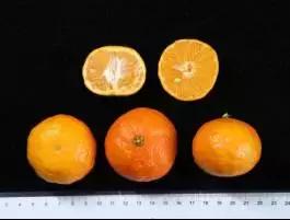 柑橘新优优缺点,设施柑橘新品种优缺点