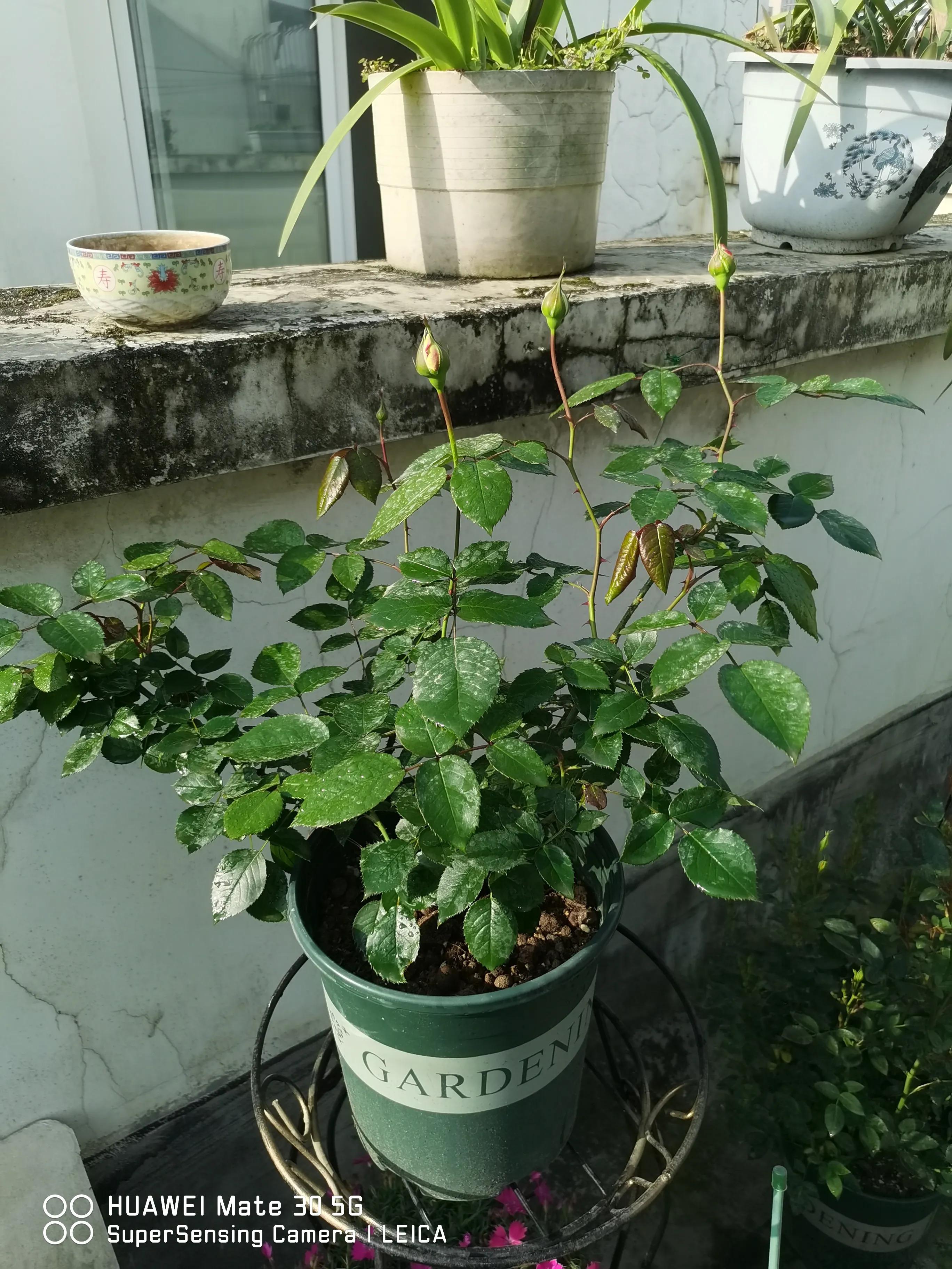 在闲鱼上买花草靠谱吗,闲鱼上买花靠谱