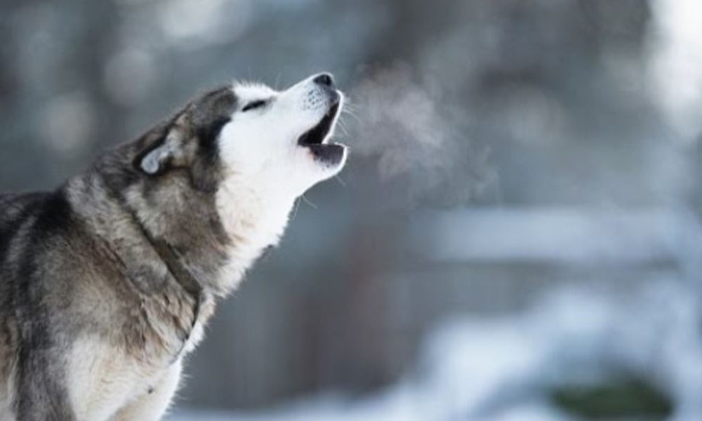 养哈士奇必须注意什么细节,养哈士奇必须要知道的