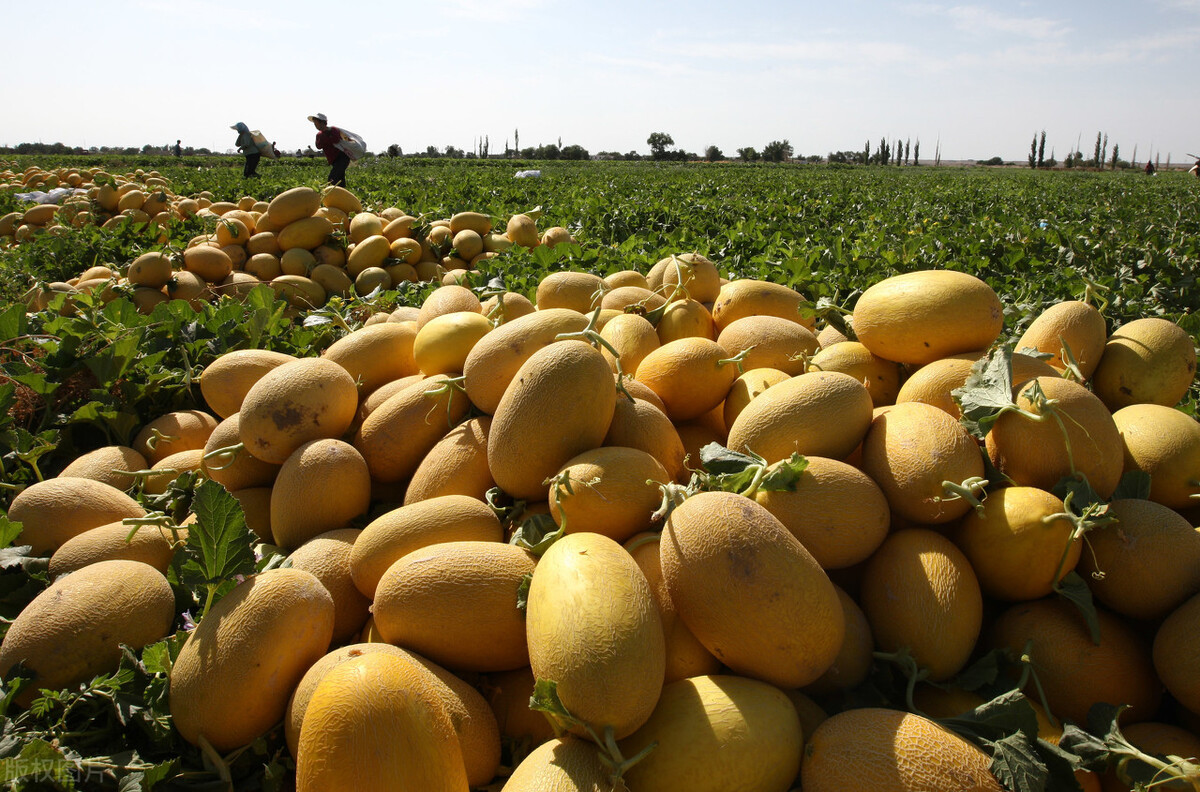 最全新疆各地水果农副产品特产,最全新疆特产店