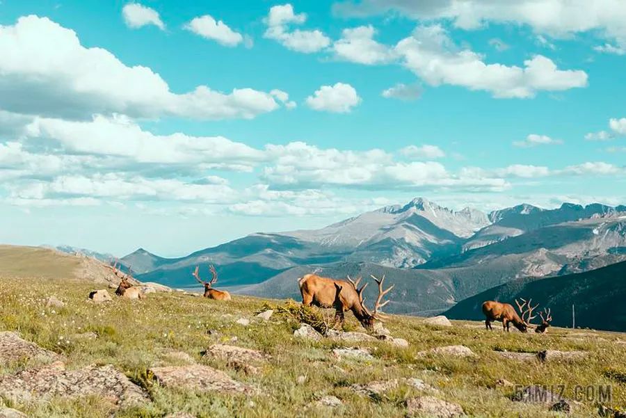 圣诞麋鹿拉车儿童画,以麋鹿为主题的儿童画
