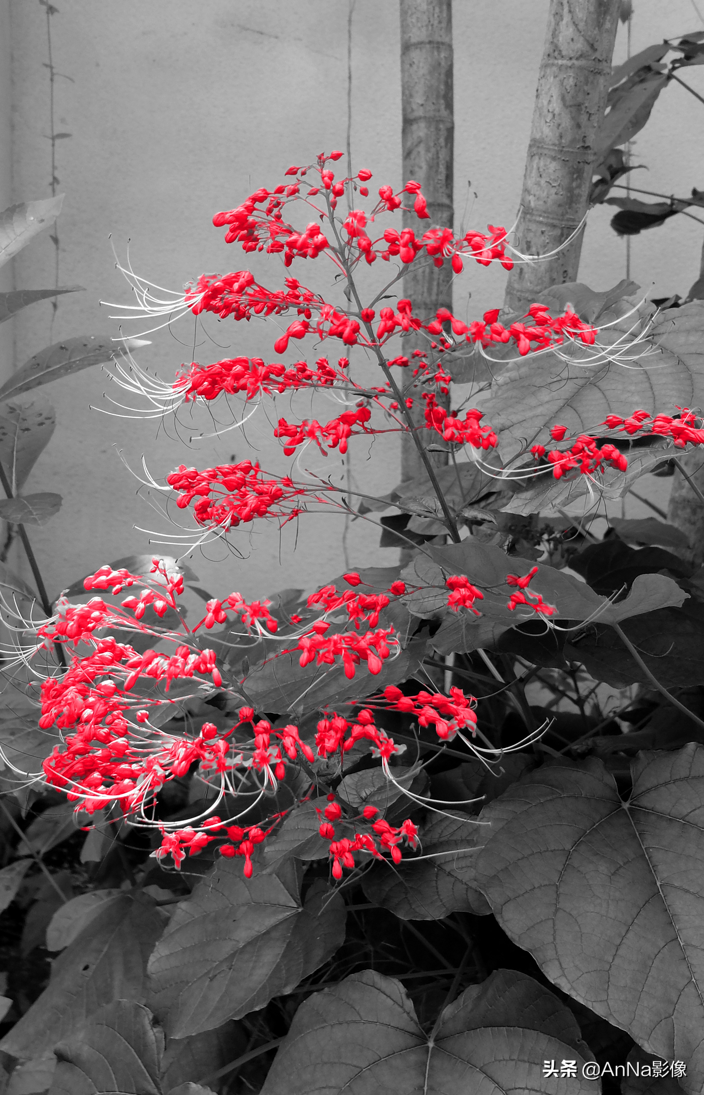 手机富士创意滤镜软件,富士xs10创意滤镜