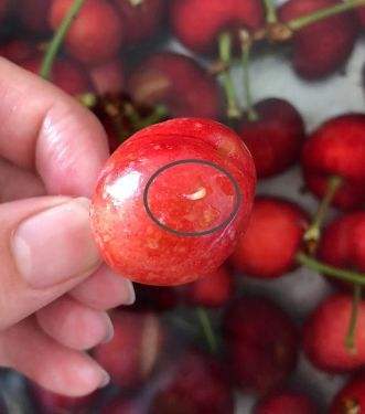 樱桃里的果蝇幼虫人吃了危害大吗,果蝇对樱桃的危害