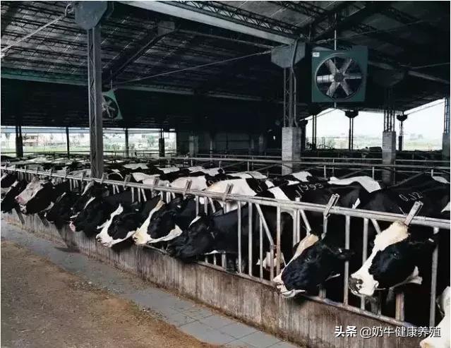 奶牛场的管理运营,奶牛牧场养殖管理办法