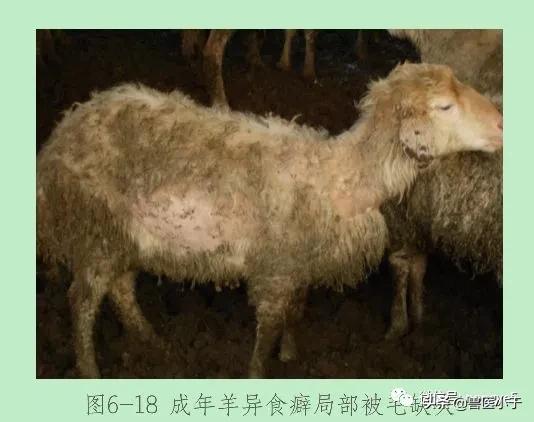 羊啃羊毛怎么办,羊吃羊毛堵住胃怎么治疗