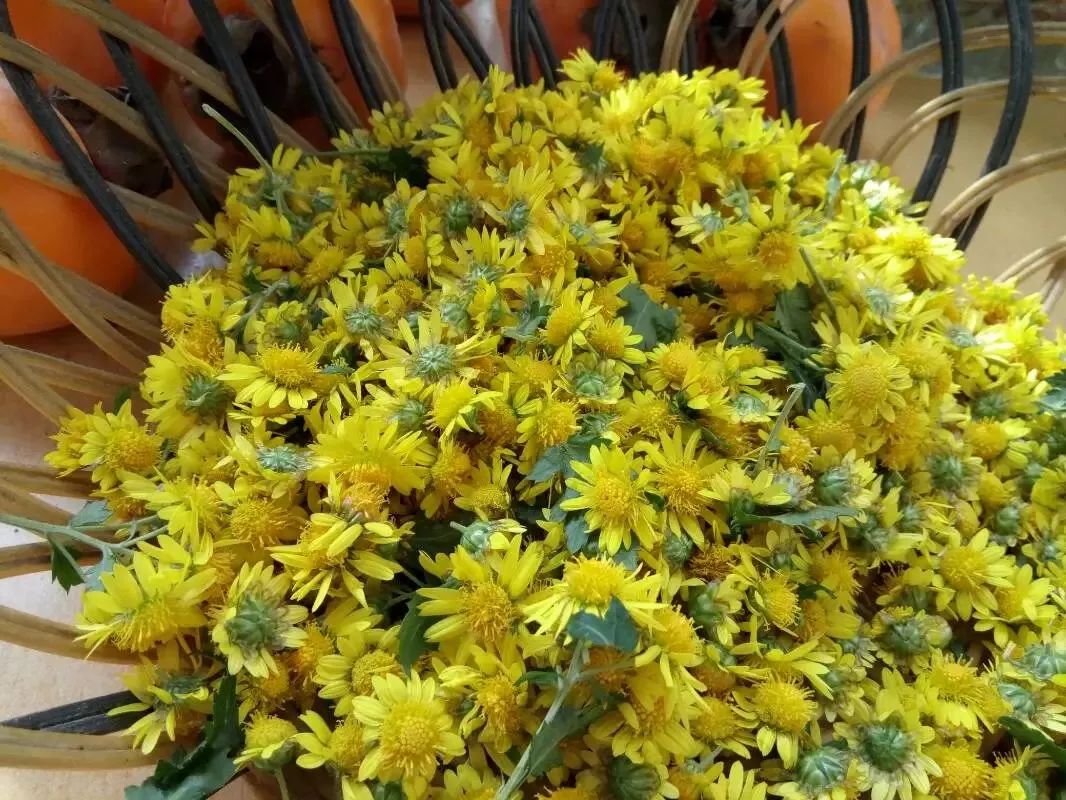 草木人间*我说的小*菊黄**,是好吃的菊花脑