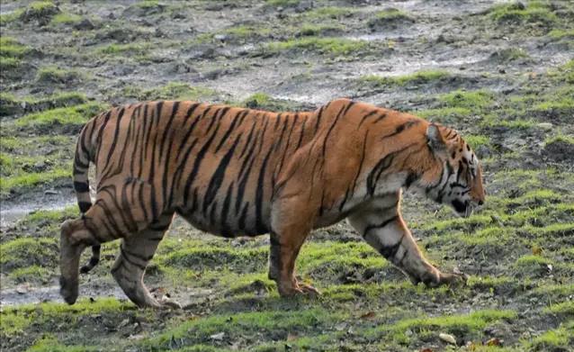 猫科猛兽战力天花板,猫科战力天花板毁灭刃齿虎