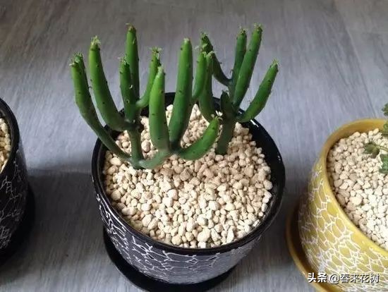 光棍树养殖方法,招财光棍树怎么样扦插