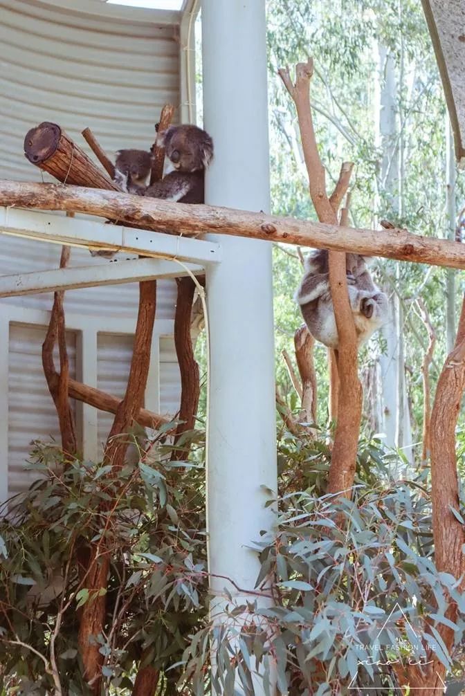 澳洲堪培拉景色,澳洲堪培拉动物园