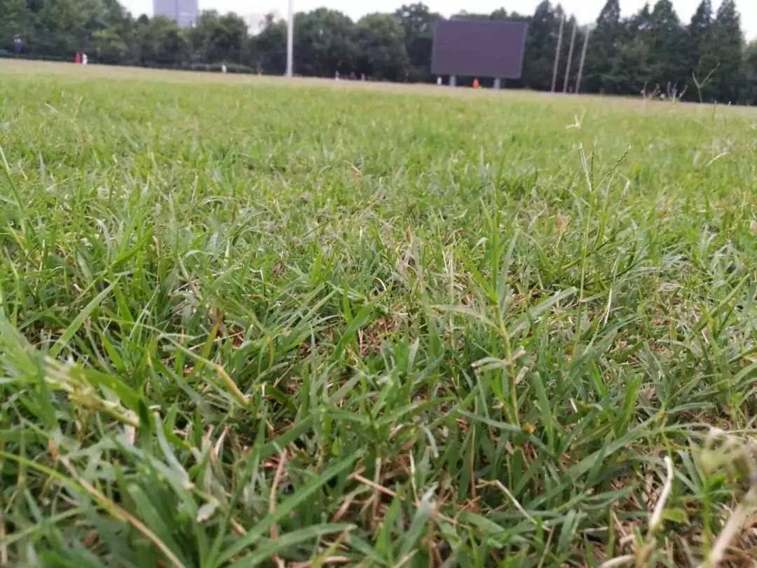 哪一个大学的足球氛围最好,让人羡慕的足球氛围