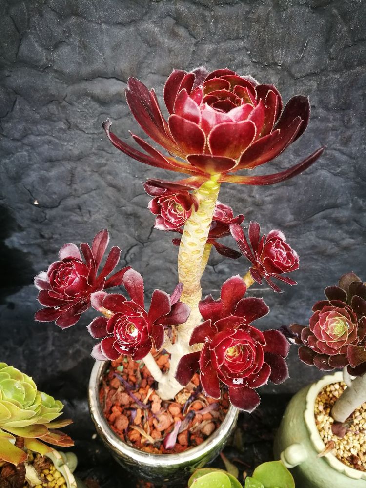 误打误撞的多肉情缘,带我走进多肉小世界!