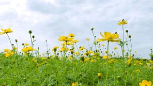 成都空港花田什么时候去最好看,双流空港花田这两天去好耍不