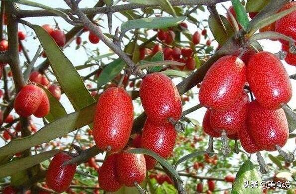 夏天野外一般有什么可以吃的野果,四月份南方常见的野果