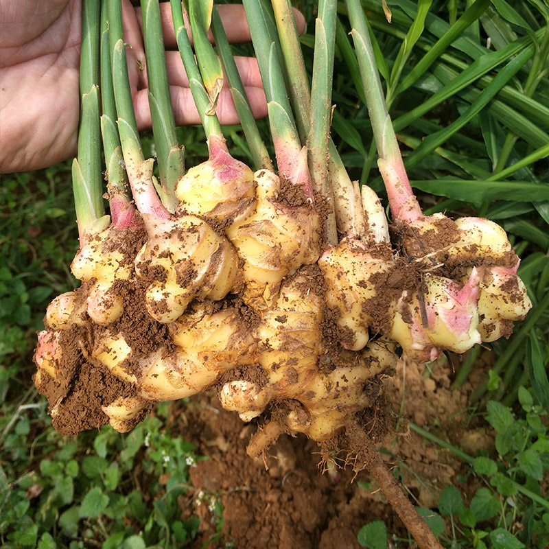 观赏盆栽生姜种植技术,阳台盆栽生姜种植小技巧