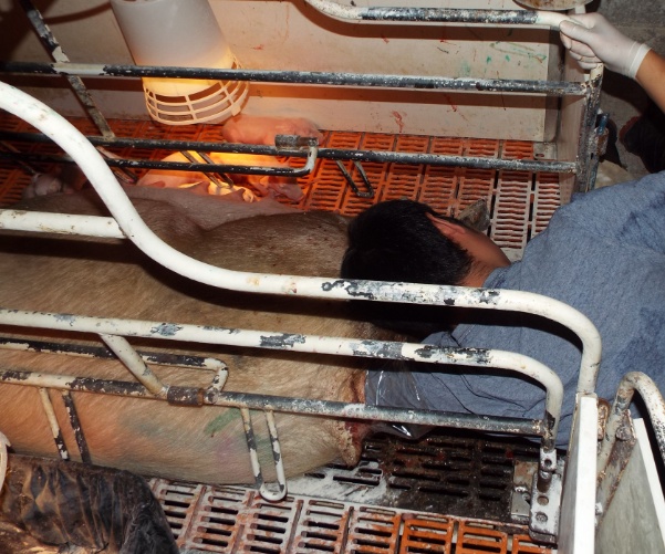 母猪管理的五大问题,养猪母猪管理