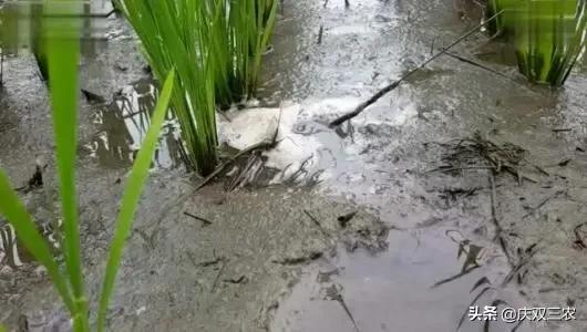 黄鳝产卵后会由雌变雄吗,黄鳝产卵后如何处理