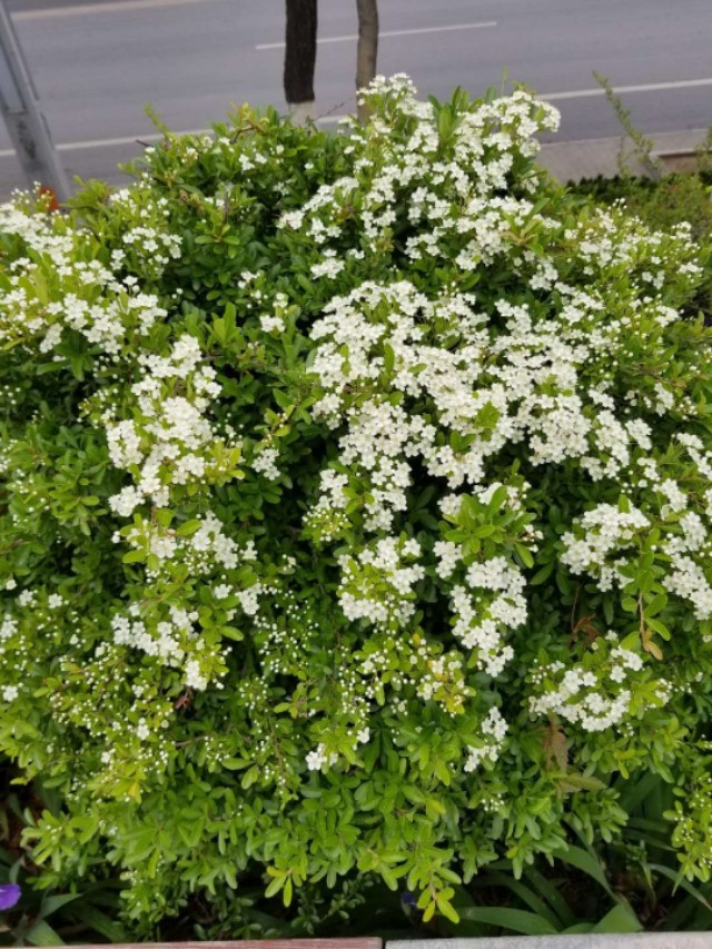 植物树球造型图片,园林灌木树球