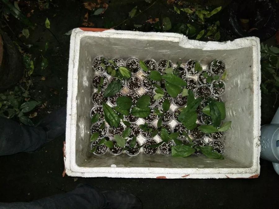 什么花最好养最耐阴,什么花最好种又耐阴